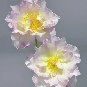 Luningxiang Rose Live Plant - Pink Double Petal Fragrant Rose 80-120 cm - Image 7
