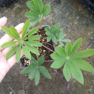 Lupine Mix Live Plant - Perennial Flowers in 4 Inch Pot - Outdoor Garden - Image 2