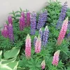 Lupine Mix Live Plant - Perennial Flowers in 4 Inch Pot - Outdoor Garden - Image 1