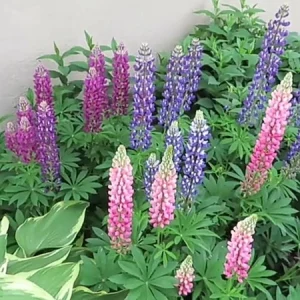Lupine Mix Live Plant - Perennial Flowers in 4 Inch Pot - Outdoor Garden - Image 1