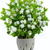 Maid of Orleans Jasmine Live Plant - Sweet Scented White Flowers - 4" Pot - Image 1