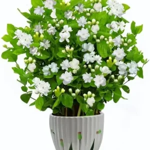 Maid of Orleans Jasmine Live Plant - Sweet Scented White Flowers - 4