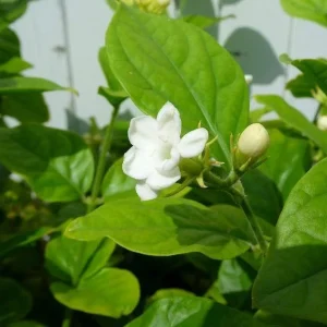 Maid of Orleans Jasmine Live Plant - Sweet Scented White Flowers - 4