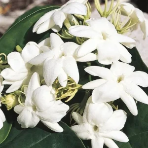 Maid of Orleans Jasmine Live Plant - Sweet Scented White Flowers - 4