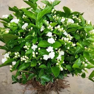 Maid of Orleans Jasmine Live Plant - Sweet Scented White Flowers - 4
