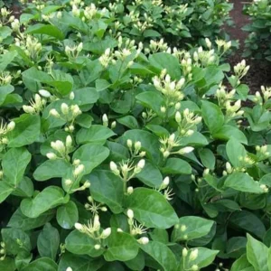 Maid of Orleans Jasmine Plant – Live White Flowers – Fragrant Vine – 4 inch Pot - Image 5