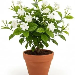Maid of Orleans Jasmine Plant – Live White Flowers – Fragrant Vine – 4 inch Pot - Image 6