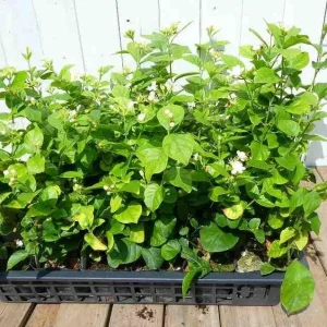 Maid of Orleans Jasmine Plant – Live White Flowers – Fragrant Vine – 4 inch Pot - Image 7