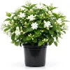 Maid of Orleans Jasmine Plant – Live White Flowers – Fragrant Vine – 4 inch Pot - Image 1