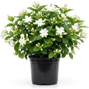 Maid of Orleans Jasmine Plant – Live White Flowers – Fragrant Vine – 4 inch Pot - Image 1