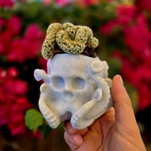 Mammillaria Cristata Brain Cactus – Crested Succulent Live Plant – Unique Form - Image 11