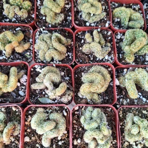 Mammillaria Cristata Brain Cactus – Crested Succulent Live Plant – Unique Form - Image 7