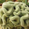 Mammillaria Cristata Brain Cactus – Crested Succulent Live Plant – Unique Form - Image 1