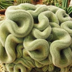 Mammillaria Cristata Brain Cactus – Crested Succulent Live Plant – Unique Form - Image 1