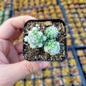 Mammillaria gracilis fragilis Thimble Cactus Live Plant - 2 inch Pot Indoor Succulent - Image 10