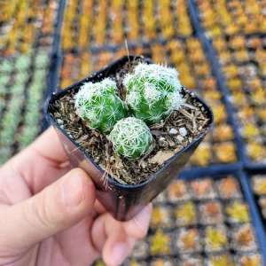 Mammillaria gracilis fragilis Thimble Cactus Live Plant - 2 inch Pot Indoor Succulent - Image 11