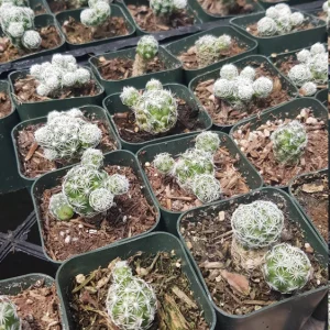 Mammillaria gracilis fragilis Thimble Cactus Live Plant - 2 inch Pot Indoor Succulent - Image 12