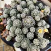 Mammillaria gracilis fragilis Thimble Cactus Live Plant - 2 inch Pot Indoor Succulent - Image 1