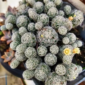 Mammillaria gracilis fragilis Thimble Cactus Live Plant - 2 inch Pot Indoor Succulent - Image 1