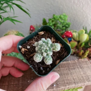 Mammillaria gracilis fragilis Thimble Cactus Live Plant - 2 inch Pot Indoor Succulent - Image 7