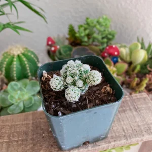 Mammillaria gracilis fragilis Thimble Cactus Live Plant - 2 inch Pot Indoor Succulent - Image 8