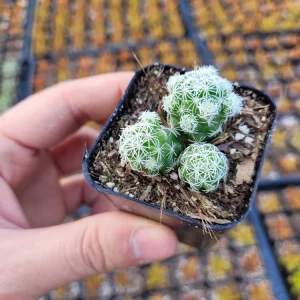 Mammillaria gracilis fragilis Thimble Cactus Live Plant - 2 inch Pot Indoor Succulent - Image 9