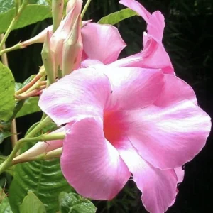 Mandevilla Alice Dupont Pink Live Plant Plug - 3 Inch Vine for Gardens - Image 1