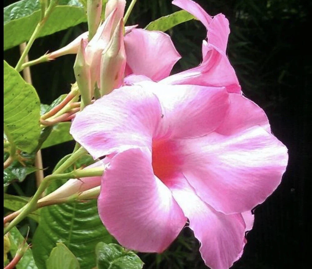 Mandevilla Alice Dupont Pink Live Plant Plug - 3 Inch Vine for Gardens - Image 1