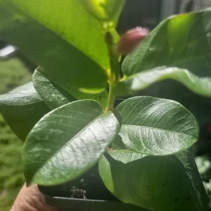 Mandevilla Tourmaline Fuchsia Live Plant Plug - 2 Inch Pot, Pink Flowering Vine - Image 2