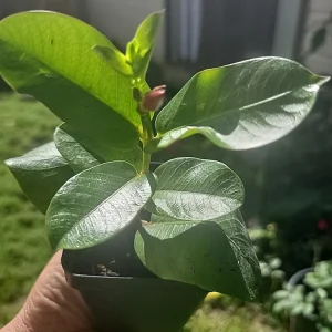 Mandevilla Tourmaline Fuchsia Live Plant Plug - 2 Inch Pot, Pink Flowering Vine - Image 3