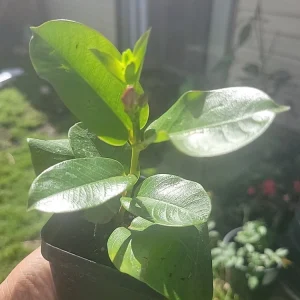 Mandevilla Tourmaline Fuchsia Live Plant Plug - 2 Inch Pot, Pink Flowering Vine - Image 4