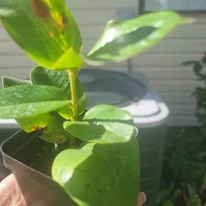 Mandevilla Tourmaline Fuchsia Live Plant Plug - 2 Inch Pot, Pink Flowering Vine - Image 5