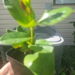 Mandevilla Tourmaline Fuchsia Live Plant Plug - 2 Inch Pot, Pink Flowering Vine - Image 6