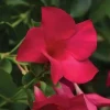Mandevilla Tourmaline Fuchsia Live Plant Plug - 2 Inch Pot, Pink Flowering Vine - Image 1