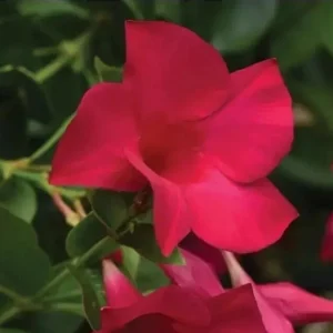 Mandevilla Tourmaline Fuchsia Live Plant Plug - 2 Inch Pot, Pink Flowering Vine - Image 1