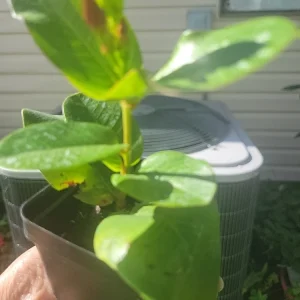 Mandevilla Tourmaline Fuchsia Live Plant Plug - 2 Inch Pot, Pink Flowering Vine - Image 7