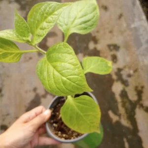 Manzano Yellow Pepper Live Plant - 6 Inch Pot - Edible Fruiting Vegetable - Image 2