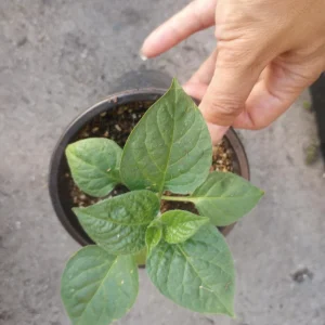 Manzano Yellow Pepper Live Plant - 6 Inch Pot - Edible Fruiting Vegetable - Image 4