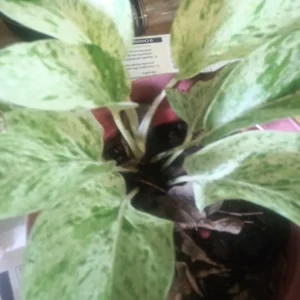 Marble Queen Pothos Live Plant - 4 Inch Potted Houseplant, Indoor/Outdoor - Image 2