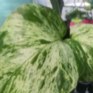 Marble Queen Pothos Live Plant - 4 Inch Potted Houseplant, Indoor/Outdoor - Image 3
