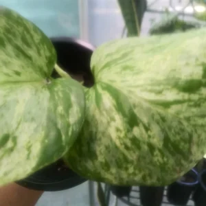 Marble Queen Pothos Live Plant - 4 Inch Potted Houseplant, Indoor/Outdoor - Image 4