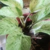 Marble Queen Pothos Live Plant - 4 Inch Potted Houseplant, Indoor/Outdoor - Image 1