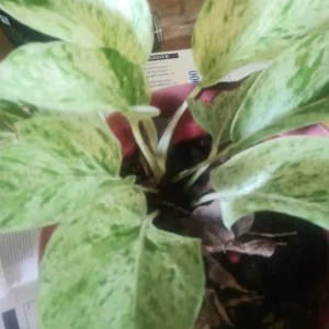 Marble Queen Pothos Live Plant - 4 Inch Potted Houseplant, Indoor/Outdoor - Image 1