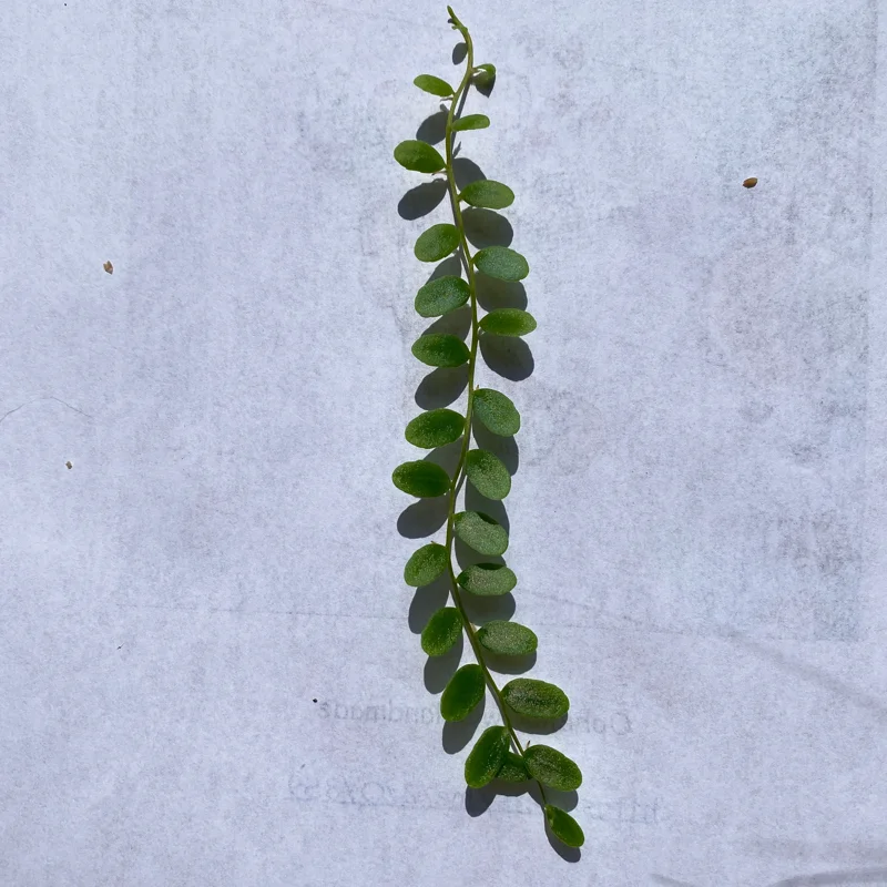 Marcgravia Shingling Vine Cutting - Live Tropical Plant for Terrariums - Image 3