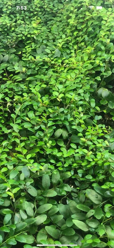 Marcgravia Shingling Vine Cutting - Live Tropical Plant for Terrariums - Image 4
