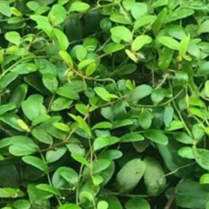 Marcgravia Shingling Vine Cutting - Live Tropical Plant for Terrariums - Image 5