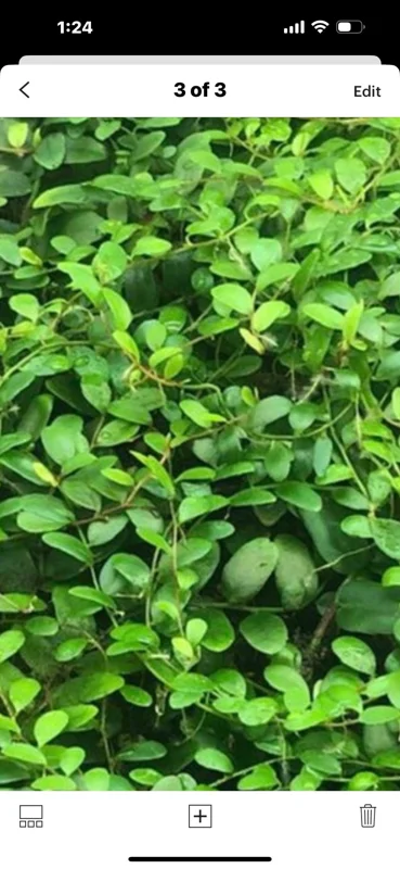 Marcgravia Shingling Vine Cutting - Live Tropical Plant for Terrariums - Image 5