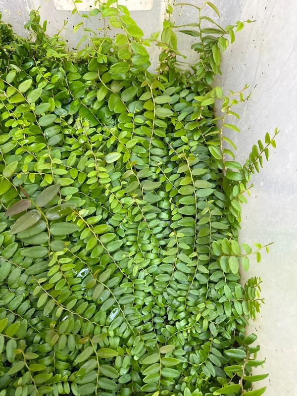 Marcgravia Shingling Vine Cutting - Live Tropical Plant for Terrariums - Image 6