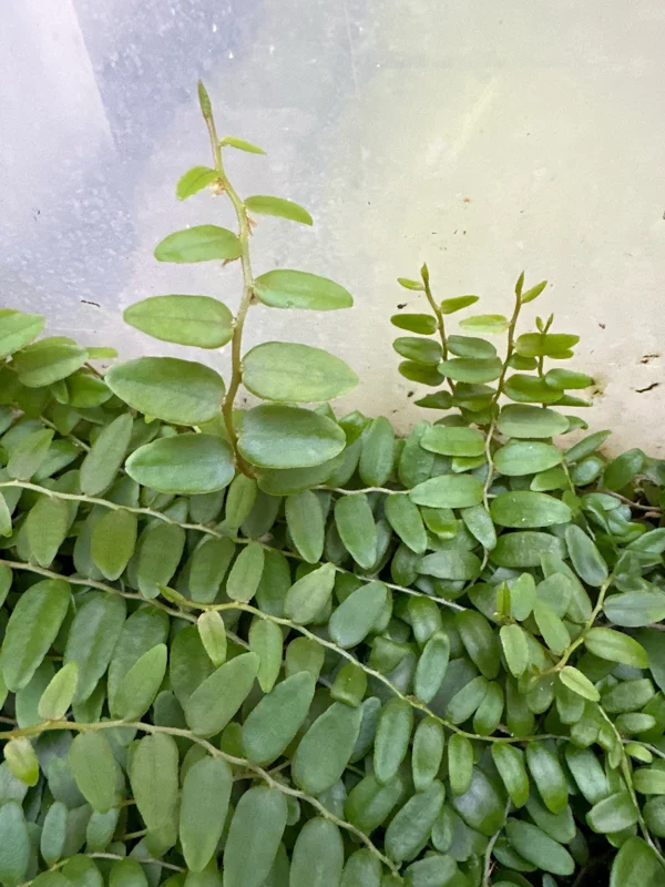 Marcgravia Shingling Vine Cutting - Live Tropical Plant for Terrariums - Image 1