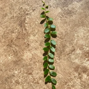 Marcgravia Shingling Vine Cutting - Rare Tropical Houseplant - Image 2